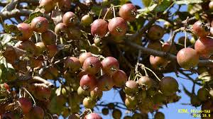 Attēlu rezultāti vaicājumam “Malus prunifolia fruit”