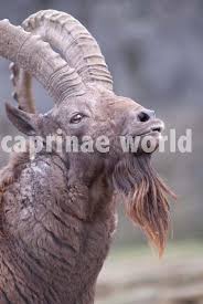 Attēlu rezultāti vaicājumam “Capra”