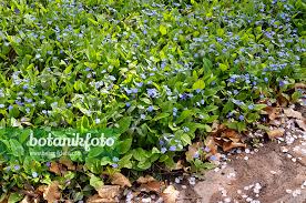 Image result for Omphalodes verna