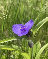 Attēlu rezultāti vaicājumam “Commelinaceae”