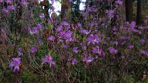 Attēlu rezultāti vaicājumam “Rhododendron canadense”