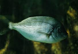 Image result for Spondyliosoma cantharus