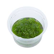 Attēlu rezultāti vaicājumam “Elatine hydropiper leaf”