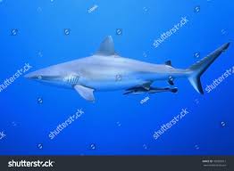 Image result for Carcharhinus amblyrhynchos