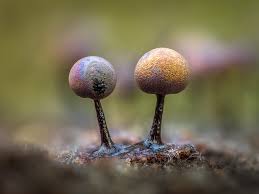 Attēlu rezultāti vaicājumam “Didymium squamulosum stalked”