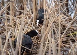 Attēlu rezultāti vaicājumam “Fulica atra eggs”