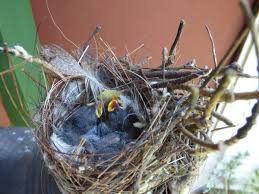 Attēlu rezultāti vaicājumam “Troglodytes troglodytes nest”