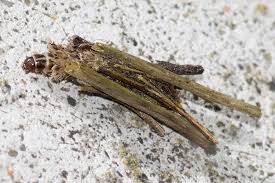 Attēlu rezultāti vaicājumam “Psychidae”