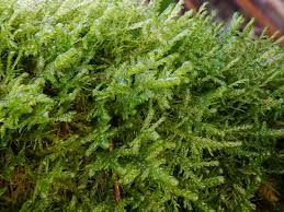 Attēlu rezultāti vaicājumam “Neckera complanata”