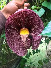 Attēlu rezultāti vaicājumam “Aristolochia durior flower”
