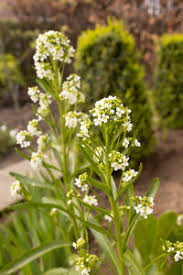 Attēlu rezultāti vaicājumam “Armoracia rusticana flower”