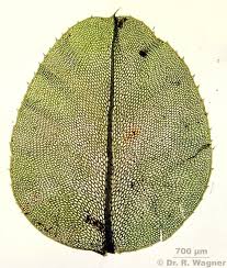 Attēlu rezultāti vaicājumam “Plagiomnium affine”