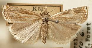 Attēlu rezultāti vaicājumam “Crambus heringiellus”