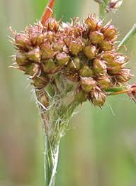 Attēlu rezultāti vaicājumam “Luzula pilosa bud”