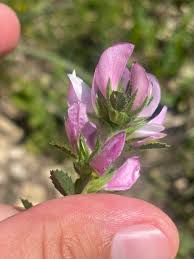 Attēlu rezultāti vaicājumam “Ononis arvensis”