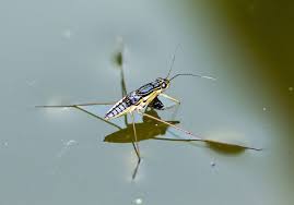 Attēlu rezultāti vaicājumam “Gerridae imago”