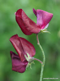 Image result for Lathyrus odoratus