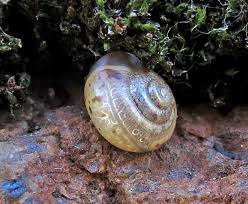 Attēlu rezultāti vaicājumam “Fruticola fruticum”