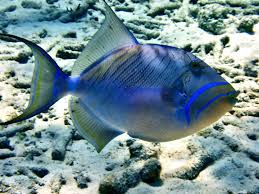 Image result for Balistes vetula