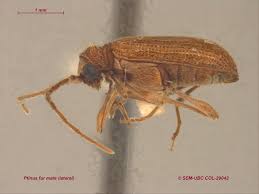 Attēlu rezultāti vaicājumam “Ptinus sp. male”