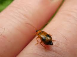 Attēlu rezultāti vaicājumam “Phyllobrotica quadrimaculata”