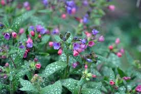 Image result for Lungenkraut