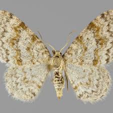 Attēlu rezultāti vaicājumam “Hydrelia sylvata”