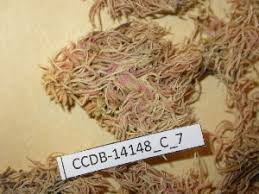 Attēlu rezultāti vaicājumam “Lophozia laxa”