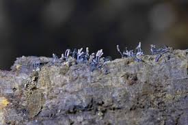 Attēlu rezultāti vaicājumam “Stemonitopsis typhina”