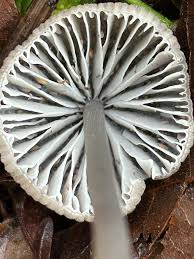 Attēlu rezultāti vaicājumam “Hemitrichia leiotricha spores”