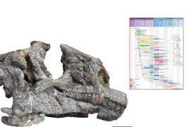 Attēlu rezultāti vaicājumam “Acupalpus flavicollis”