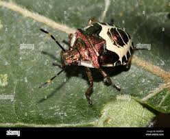 Attēlu rezultāti vaicājumam “Eurydema oleracea”