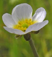 Attēlu rezultāti vaicājumam “Batrachium circinatum flower”