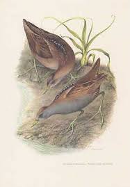 Image result for Porzana parva