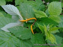 Attēlu rezultāti vaicājumam “Triphragmium ulmariae”