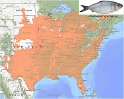 Image result for Dorosoma cepedianum