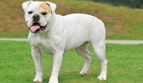 Image result for Bulldogs Power and strength
