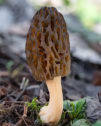 Attēlu rezultāti vaicājumam “Morchella sp.”