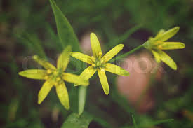 Attēlu rezultāti vaicājumam “Gagea lutea bud”