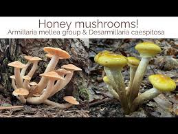 Attēlu rezultāti vaicājumam “Armillaria mellea”