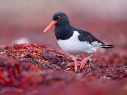Attēlu rezultāti vaicājumam “Haematopus ostralegus adult”