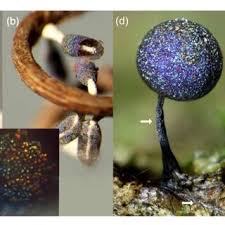 Attēlu rezultāti vaicājumam “Diachea leucopodia spores”