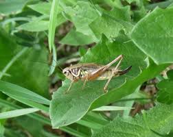 Attēlu rezultāti vaicājumam “Metrioptera roeselii”