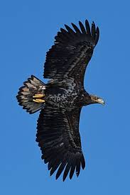 Attēlu rezultāti vaicājumam “Haliaeetus albicilla”