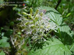 Image result for Christophskraut