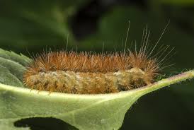 Attēlu rezultāti vaicājumam “Spilosoma lutea imago”