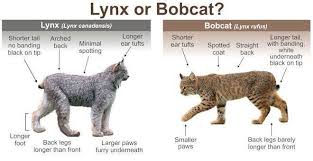 Afbeeldingsresultaat voor lynx