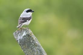 Image result for Lanius minor