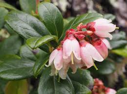 Attēlu rezultāti vaicājumam “Exobasidium splendidum”