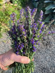 Image result for Hyssopus officinalis